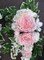Wedding Arch and Tiebacks, Pink and white Rose Arbor Decorations product 5
